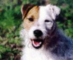 Les Parson Russell Terrier de l'affixe du Bois des Carnutes